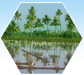 alleppey
