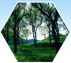 kerala hillstations