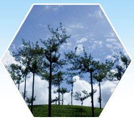 munnar hills