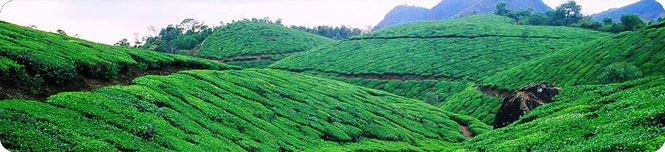 munnar
