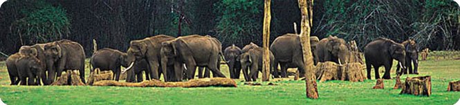 periyar