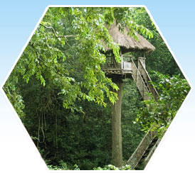 tree house