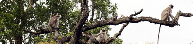 wayanad hills