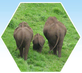 wildlife