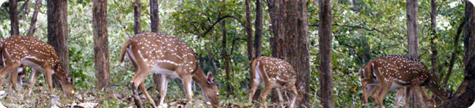 kerala wildlife