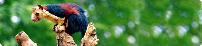 wildlife